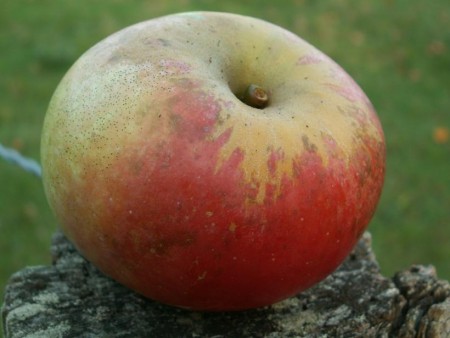 07 Fructification13 octobre 2010.JPG